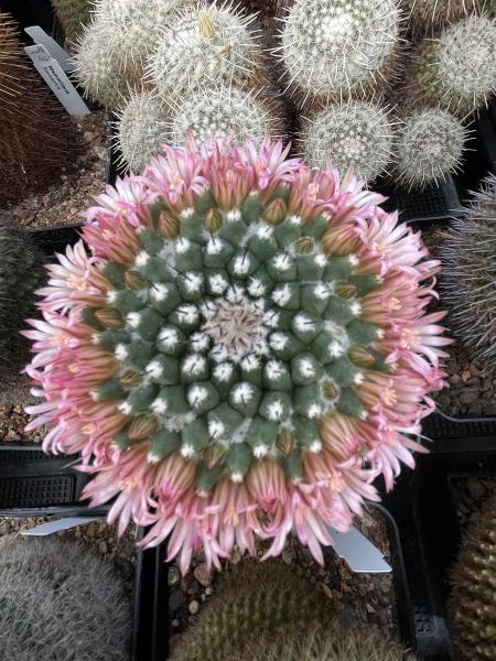 Mammillaria saffordii